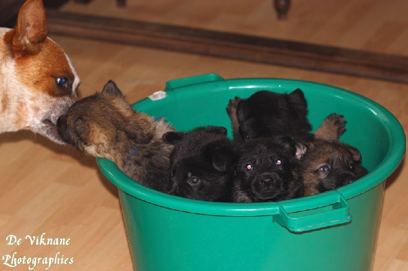Chiot Berger Allemand De Viknane