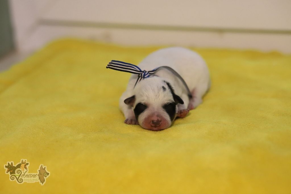 De Viknane - Chiots disponibles - Bouvier australien