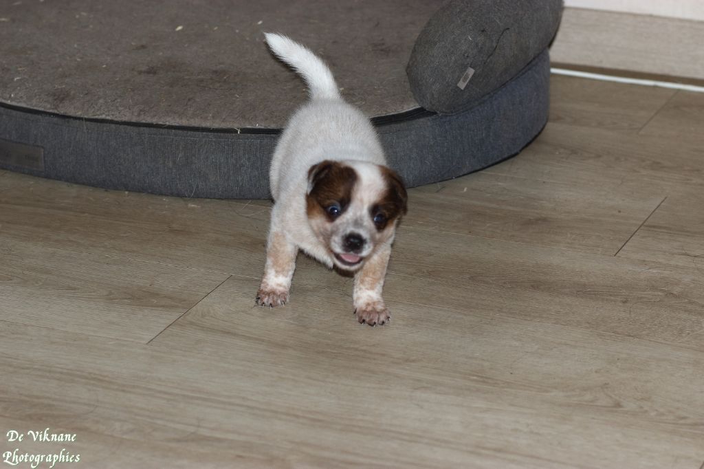 De Viknane - Bouvier australien - Portée née le 28/09/2021