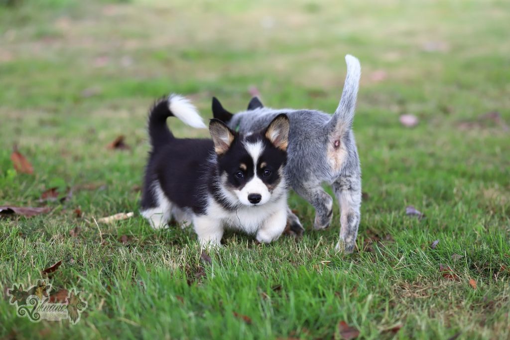 De Viknane - Chiots disponibles - Welsh Corgi Pembroke