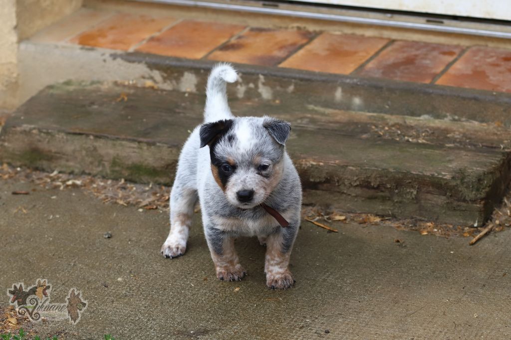 De Viknane - Chiots disponibles - Bouvier australien