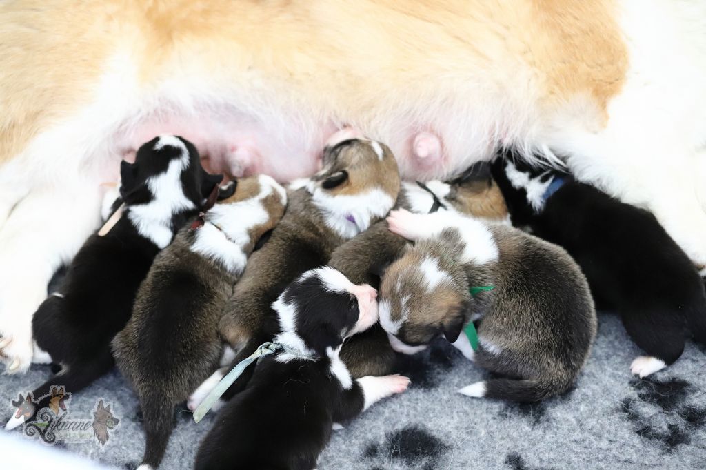 Chiot Welsh Corgi Pembroke De Viknane