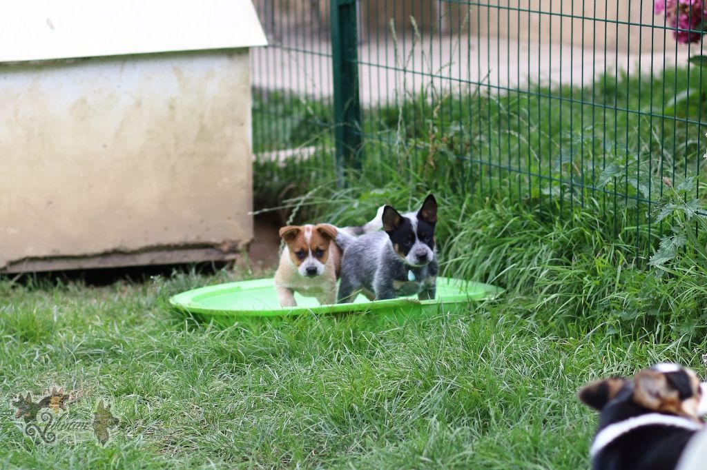Chiot Bouvier australien De Viknane